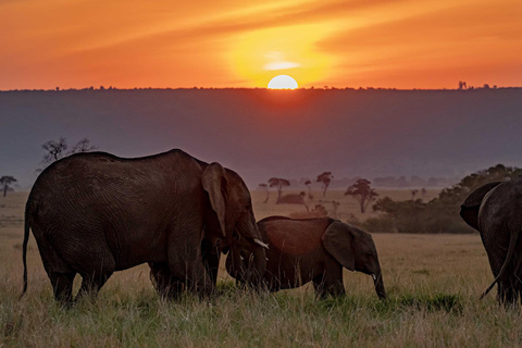 Safari de luxe de 7 jours : Aventure à Samburu, Nakuru et Masai Mara