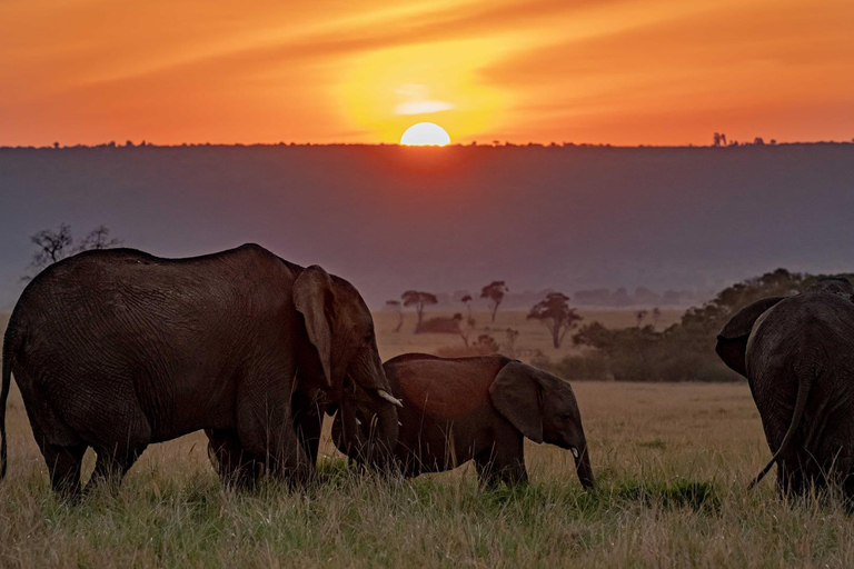 Safari de luxe de 7 jours : Aventure à Samburu, Nakuru et Masai Mara