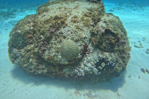 Isla Mujeres: Snorkel tour in 3 spots, Underwater Museum, and reefs! Isla Mujeres: Snorkeling tour in 3 spots, Underwater Museum and reefs!