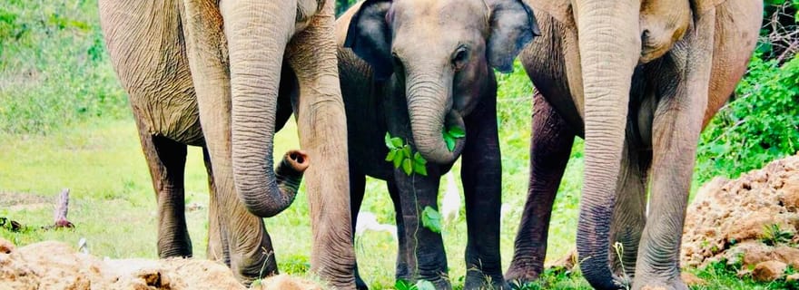 Parc national de Minneriya : safari privé en 4x4 au départ de Trincomalee
