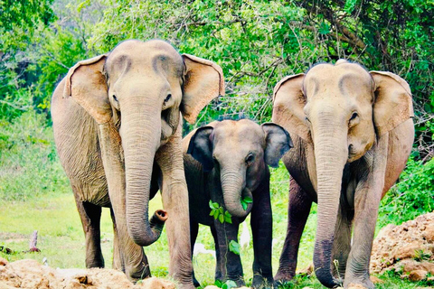 Minneriya National Park: Private 4X4 Safari From Trincomale