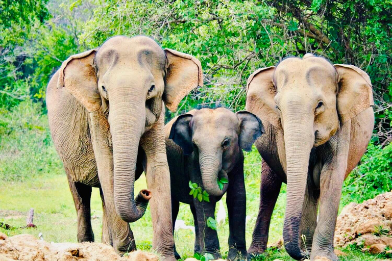 Minneriya National Park: Private 4X4 Safari From Trincomale