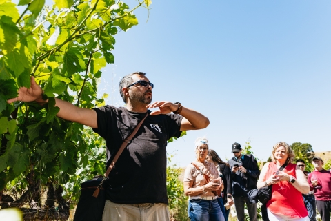 San Francisco: tour vinícola por Napa y Sonoma Valley