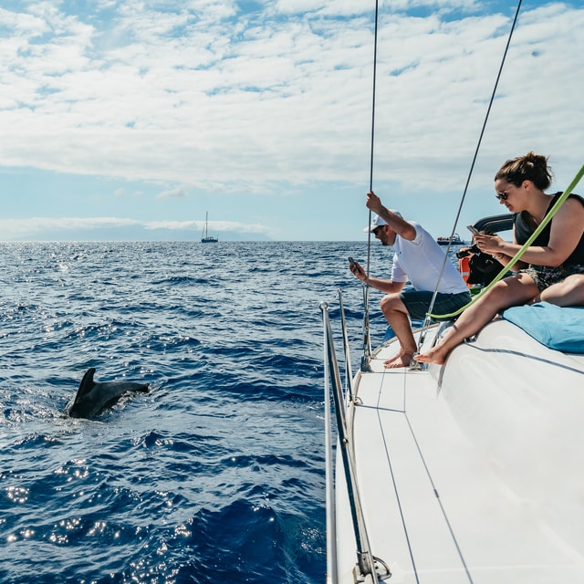 Tenerife: Whale & Dolphin Watching with Drinks and Snacks