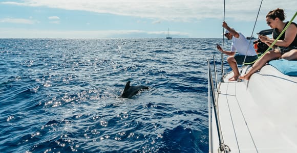 Tenerife: Whale & Dolphin Watching with Drinks and Snacks