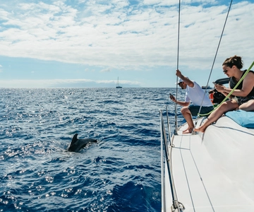 Tenerife: Whale & Dolphin Watching with Drinks and Snacks