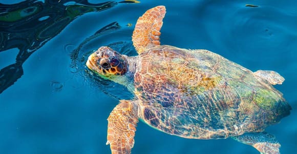 Zante : île aux tortues et grottes de Kéri en bateau à fond de verre