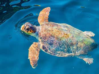 Zakynthos: Turtle Island & Keri Caves Glass-Bottom Boat Tour