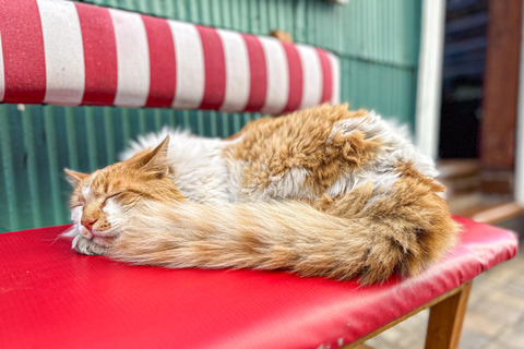 Private Day Tour City Valparaíso & Viña del Mar