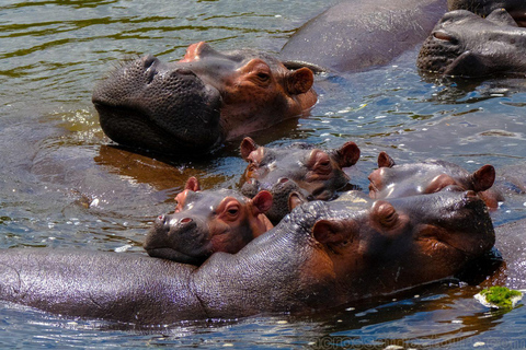 Murchison Falls Wildlife Safari 3 Days (Comfort Plus)