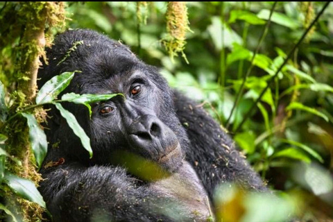 SAFARI DEI GORILLA IN UGANDA DI TRE (3) GIORNI CON LAGO BUNYONYI.