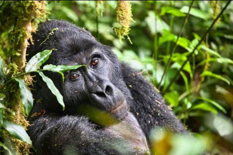THREE (3) DAYS UGANDA GORILLA SAFARI WITH LAKE BUNYONYI.