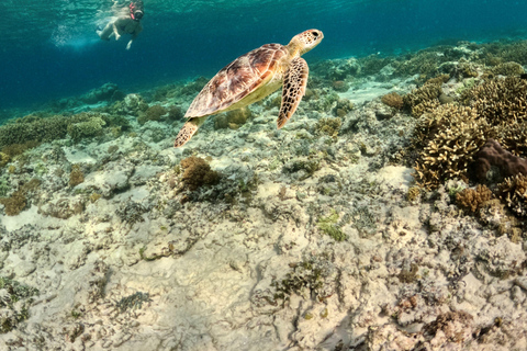 From Gili Air : Private or Shared Snorkeling boat trip Private 4-Hour Tour with Gili Air Meeting Point