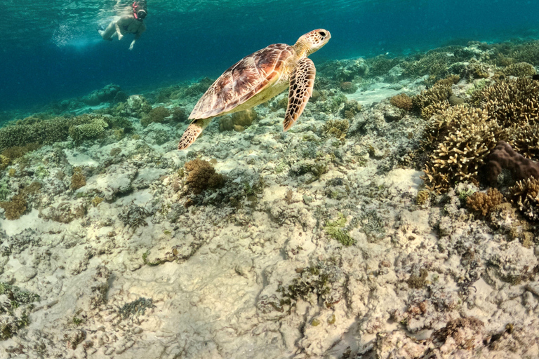 From Gili Air : Private or Shared Snorkeling boat trip Private 4-Hour Tour with Gili Air Meeting Point