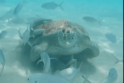 Curacao: Blue Room Cave and Turtles Boat Trip with Pizza