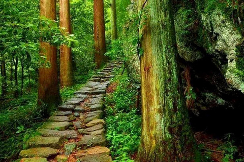 Shanghai: Tianmu Mountain Ancient Forest Private Day Trip