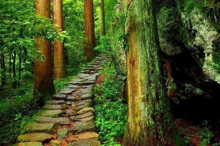 Shanghai: Tianmu Mountain Ancient Forest Private Day Trip