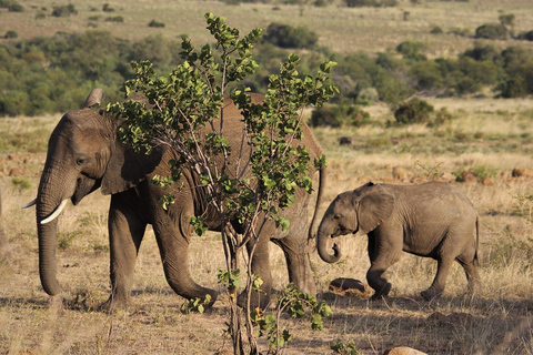 Från Mombasa: Tsavo East National Park Privat dagsutflykt