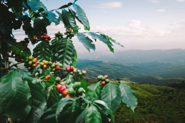 Coffee Farm Tour (Fairview)