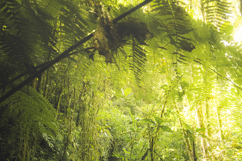 Van Medellin: begeleide wandeltocht in de natuur