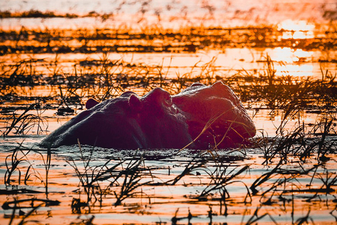 Chobe River Private 3 Hour Boat Safari