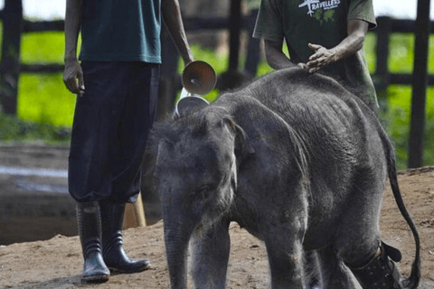 Safari jeepem do Parku Narodowego Udawalawa z Kolombo