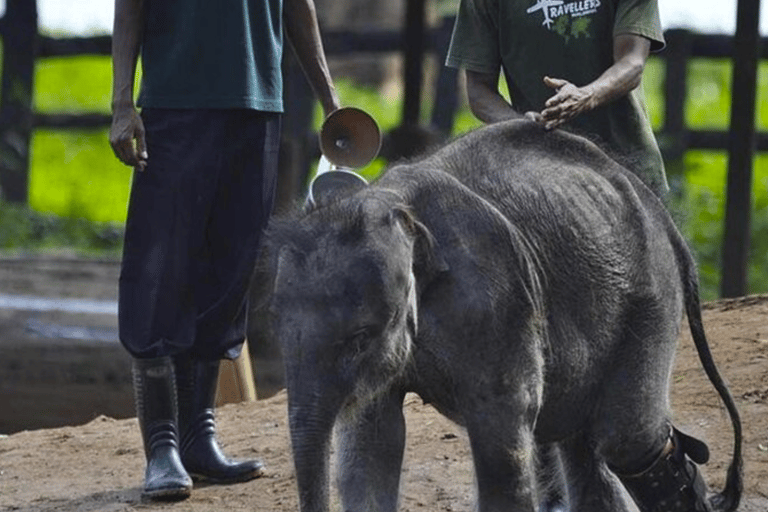 Safari jeepem do Parku Narodowego Udawalawa z Kolombo