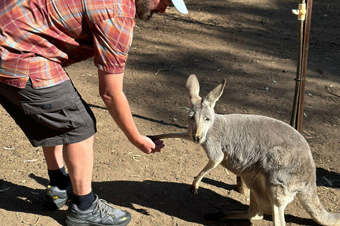 Vanuit Adelaide: Knuffel een Koala en historische Hahndorf Tour