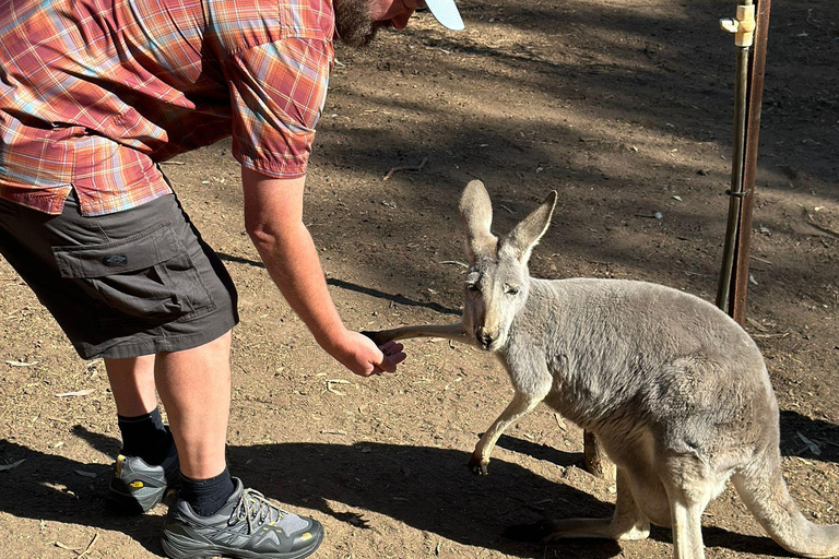 Vanuit Adelaide: Knuffel een Koala en historische Hahndorf Tour