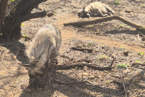 From Johannesburg: Lion & Safari Park Guided Game Drive