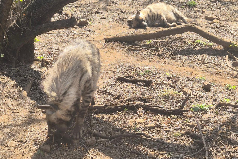 From Johannesburg: Lion & Safari Park Guided Game Drive