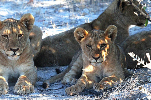 Namibia: Semi-Inclusive Safari Trip __ 12 dni