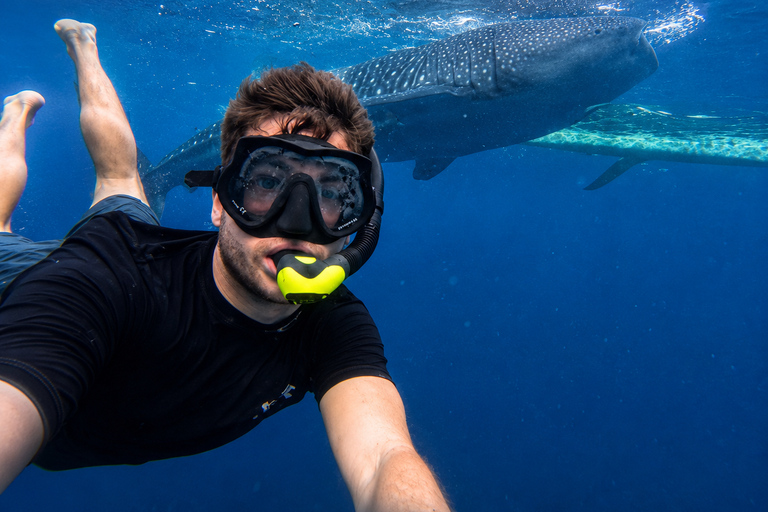Cebu: Oslob Whale Shark Express Tour with Transfers