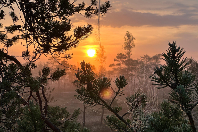 Sunrise Tour To Great Kemeri Bog
