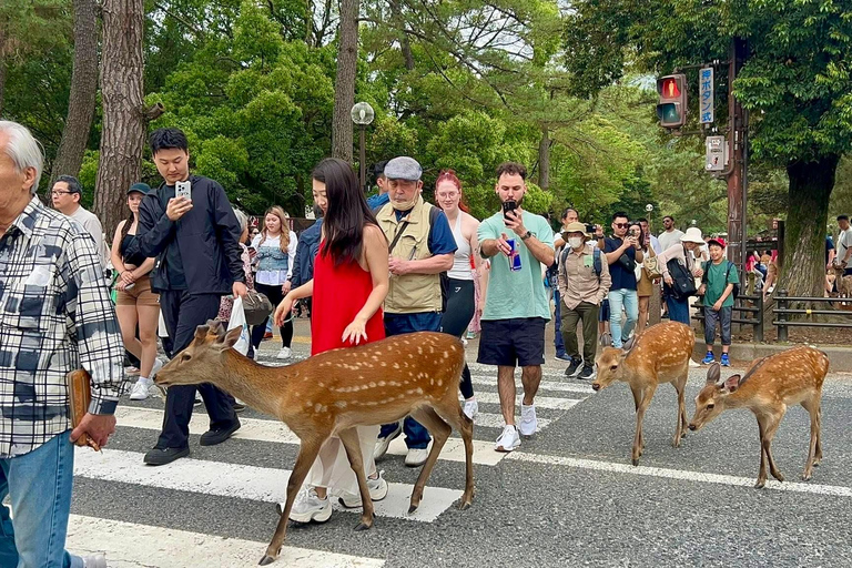 كيوتو/نارا: جولة عائلية ممتعة وثقافية بالسيارة مع خدمة التوصيل من الفندق