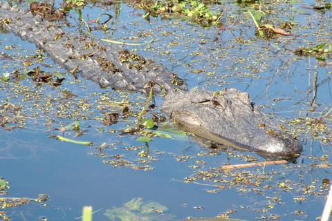 New Orleans: Honey Island Swamp Boat Tour with a Guide Tour with Meeting Point