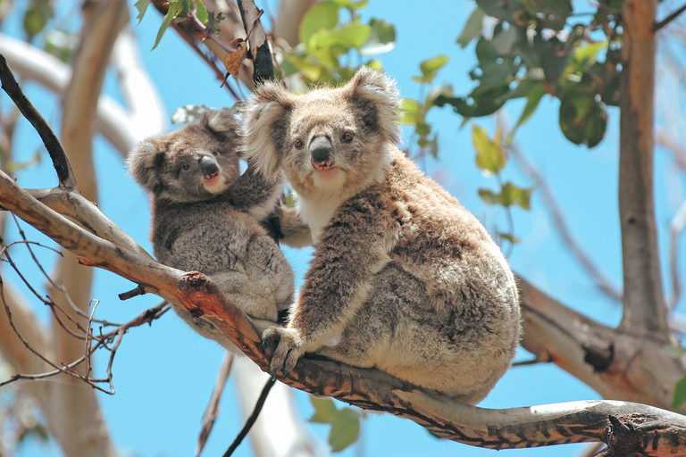 Melbourne: 12 apôtres, Great Otways et Great Ocean Road