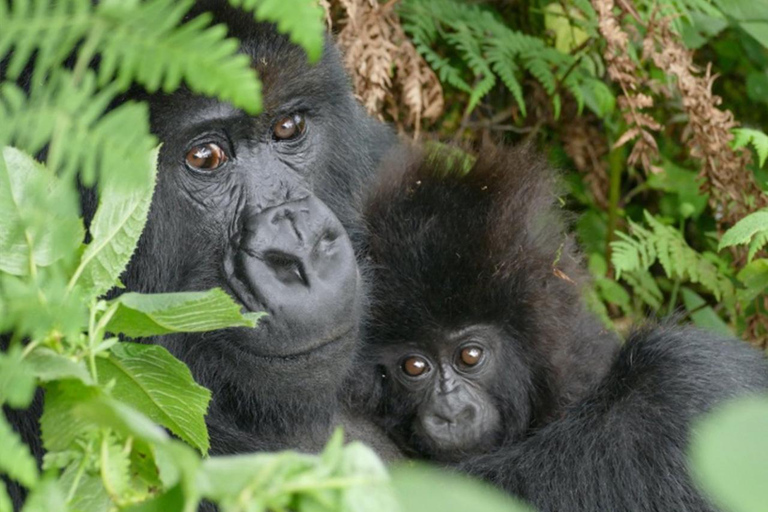 5 Days for Gorillas, Chimps, Monkeys and the big 5 in Rwanda