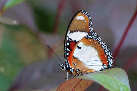 Zanzibar: Floresta de Jozani, centro de borboletas e praia de MtendeTour particular com traslado de ida e volta no hotel incluído
