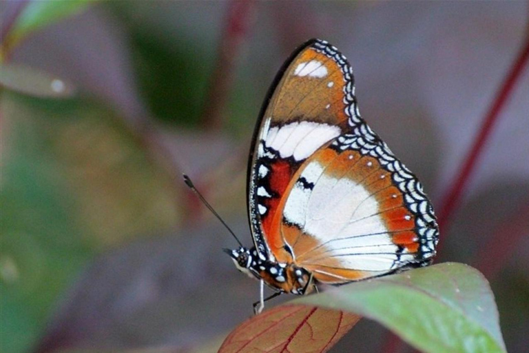 Zanzibar: Floresta de Jozani, centro de borboletas e praia de MtendeTour particular com traslado de ida e volta no hotel incluído