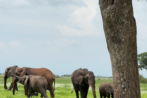 EXCURSION DE 1 JOURNÉE AU PARC NATIONAL D&#039;AMBOSELI.