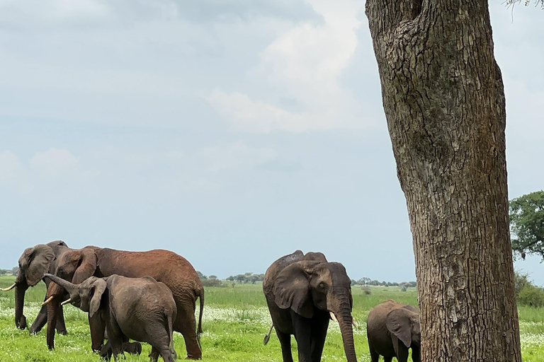 DAGTRIP NAAR AMBOSELI NATIONAAL PARK.