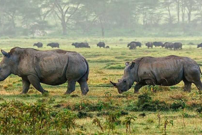 Nairobi: Lake Nakuru National Park Day Trip Safari