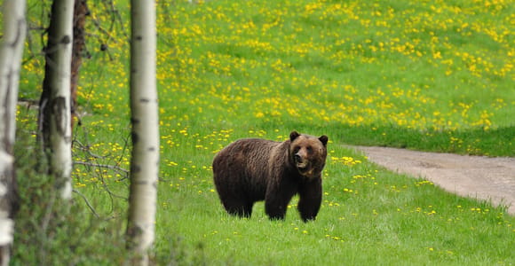 Canmore: Evening Wildlife Viewing Tour