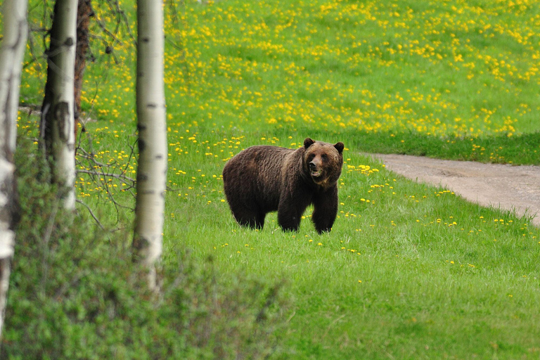 Canmore: Evening Wildlife Viewing Tour