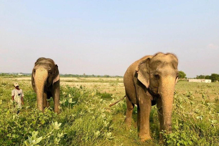 Same-Day Taj Mahal & Agra Fort with Elephant Sanctuary Tour From Agra: Taj Mahal + Agra Fort + Elephent Sanctuary