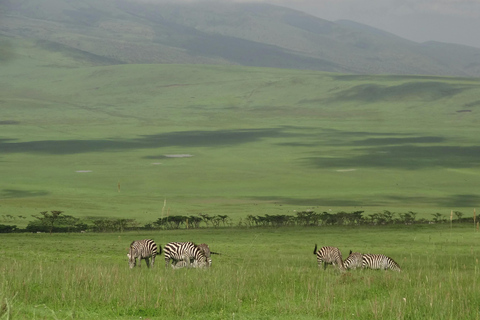 阿鲁沙：塞伦盖蒂和恩戈罗恩戈罗 3 天豪华游从塞伦盖蒂飞往阿鲁沙或乘车前往