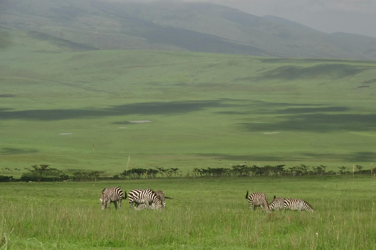 阿鲁沙：塞伦盖蒂和恩戈罗恩戈罗 3 天豪华游从塞伦盖蒂飞往阿鲁沙或乘车前往