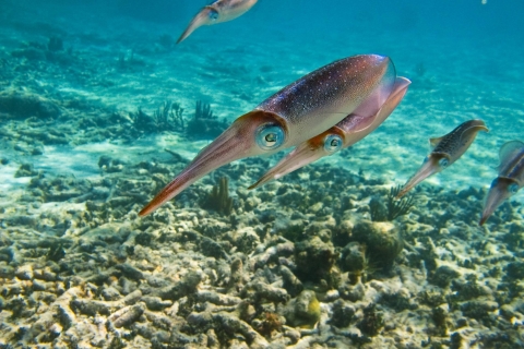 Zatoka Akumal: Cenoty i nurkowanie z żółwiamiOdbiór z Cancun