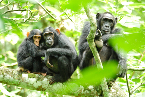 10-dniowe safari wśród dzikiej przyrody i naczelnych w Ugandzie